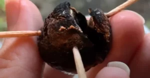 it shows a rotten avocado seed that has died