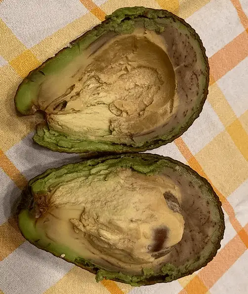 Rotten Avocado Pit Sliced in Half