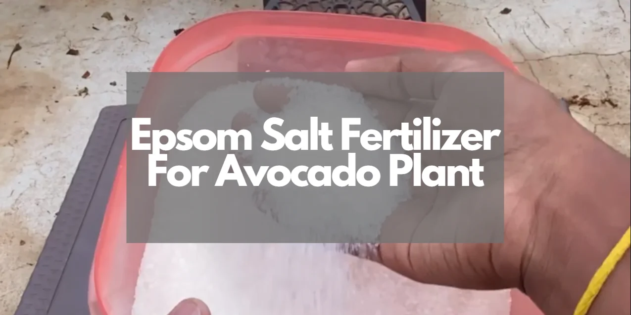 Epsom Salt Fertilizer For Avocado Plants